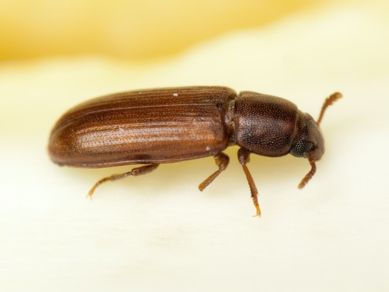 Tribolium castaneum (Herbst, 1797)